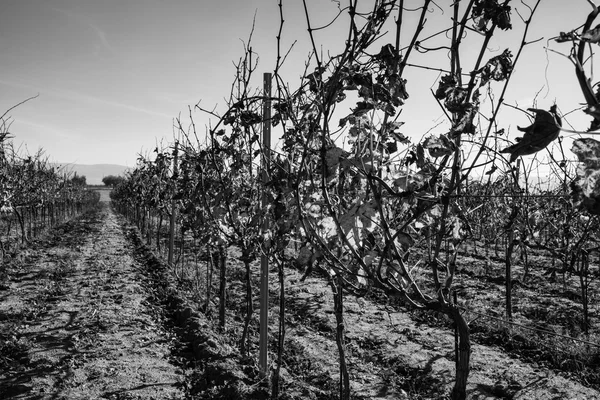 Viñedo en invierno en la provincia de Ragusa —  Fotos de Stock