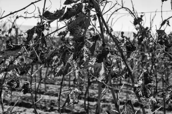 Wineyard in winter at Ragusa Province — Stock Photo, Image