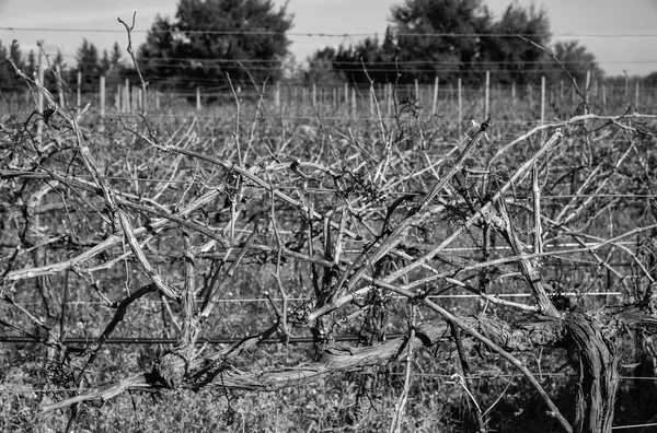 Wineyard w zimie w prowincji Ragusa — Zdjęcie stockowe