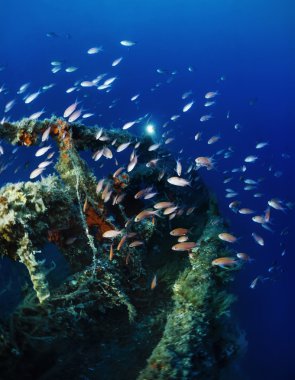 Bir batık gemi enkazı üzerinde anthias
