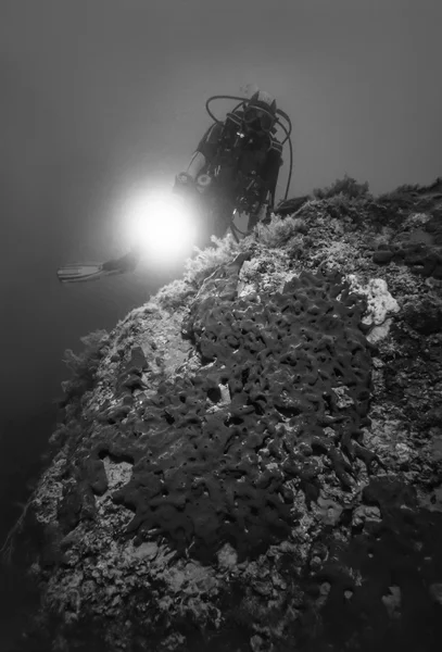 潜水员和大的海绵 — 图库照片