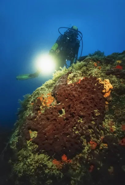 Diver e una grande spugna — Foto Stock