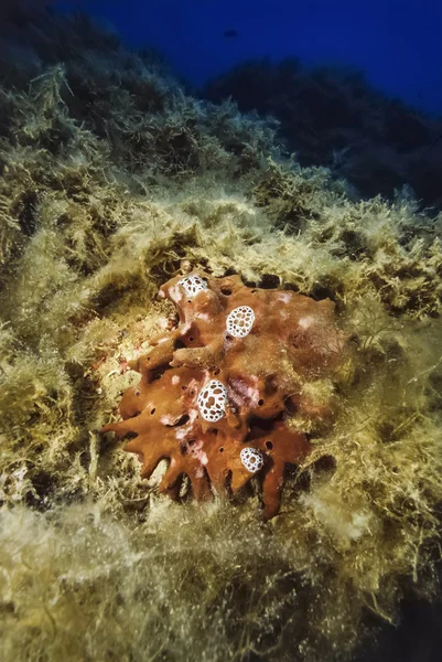 Nudibranchs eating a sponge — Stock Photo, Image