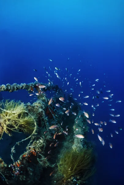 Bir batık gemi enkazı üzerinde anthias — Stok fotoğraf