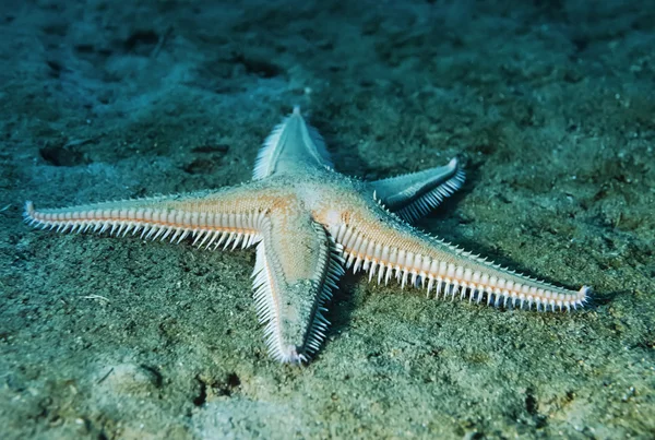 Starfish underwater — Stockfoto