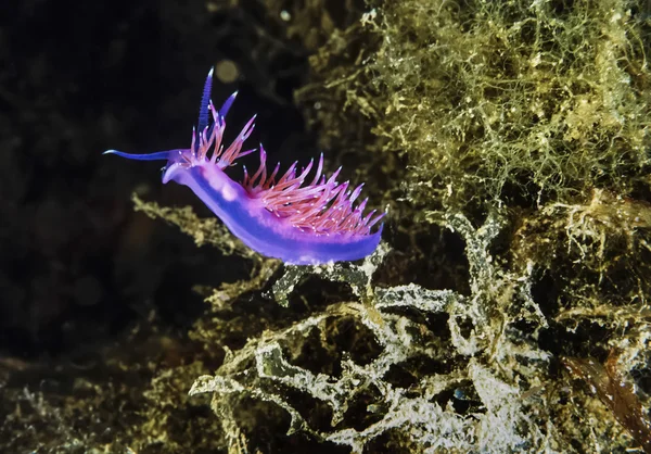 Nudibranch pod vodou — Stock fotografie