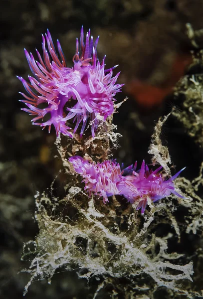 Nudibranch pod vodou — Stock fotografie