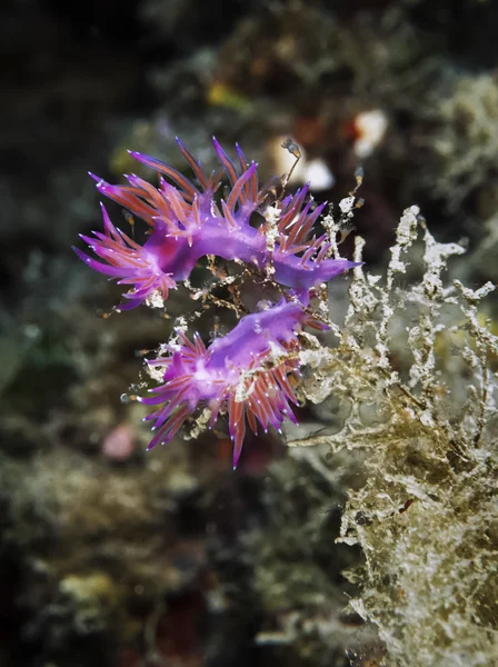 Nudibranch subaquático — Fotografia de Stock