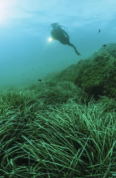 Penyelam dan rumput laut — Stok Foto