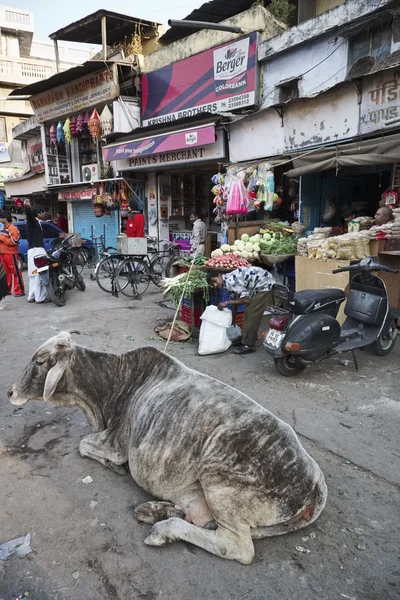 Indian i krowy na rynku Uttar Pradesh — Zdjęcie stockowe