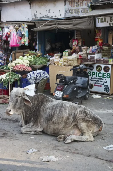 Krowa na rynku Uttar Pradesh — Zdjęcie stockowe