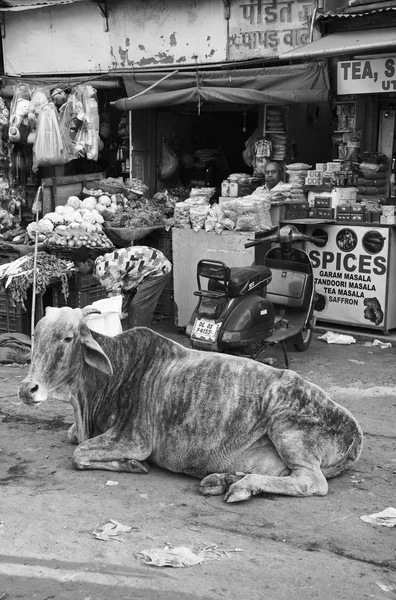 Корови на ринку Уттар-Прадеш — стокове фото