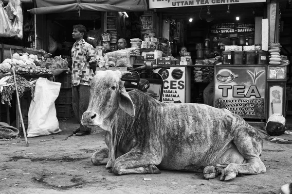 Krowa na rynku Uttar Pradesh — Zdjęcie stockowe