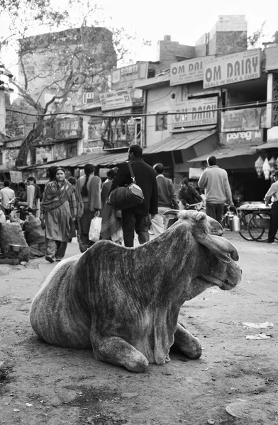 Povo indiano e uma vaca no mercado de Uttar Pradesh — Fotografia de Stock