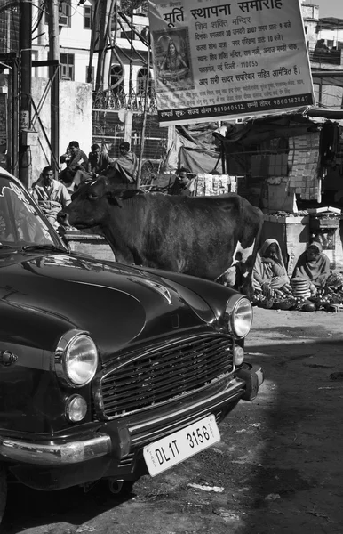 Gente india y una vaca en el mercado Uttar Pradesh —  Fotos de Stock