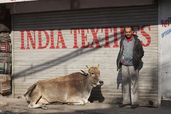 Indian man i krowy na rynku Uttar Pradesh — Zdjęcie stockowe