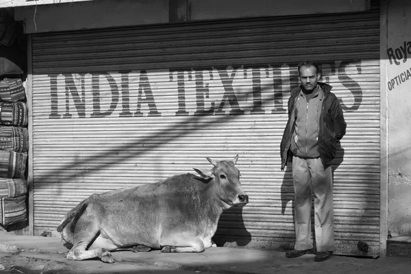 Uomo indiano e una mucca al mercato dell'Uttar Pradesh — Foto Stock