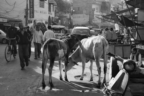 Indian people and cows at the Uttar Pradesh market — Stock Photo, Image