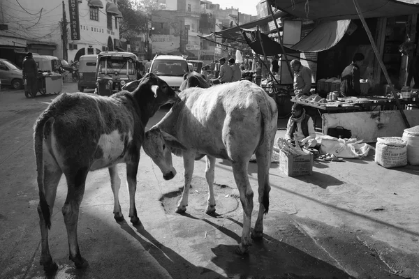 Indian people and cows at the Uttar Pradesh market — Stock Photo, Image