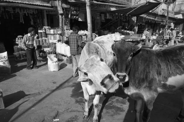 Индийцы и коровы на рынке Уттар-Прадеш — стоковое фото