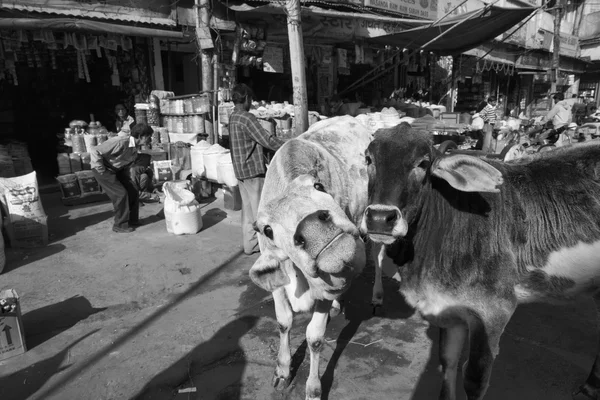 Индийцы и коровы на рынке Уттар-Прадеш — стоковое фото