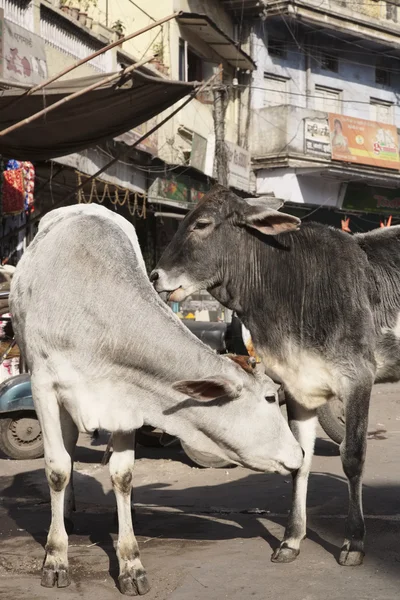 Krowy na rynku Uttar Pradesh — Zdjęcie stockowe