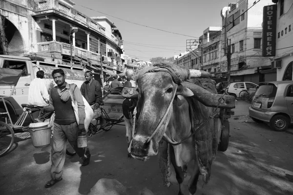 Povo indiano e uma vaca no mercado de Uttar Pradesh — Fotografia de Stock