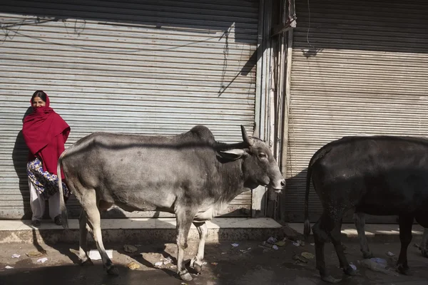 Indianka i krowy na rynku Uttar Pradesh — Zdjęcie stockowe