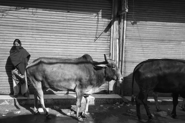 Indianka i krowy na rynku Uttar Pradesh — Zdjęcie stockowe