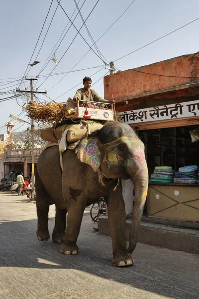 Indian elephant in Jaipur — Stock Photo, Image