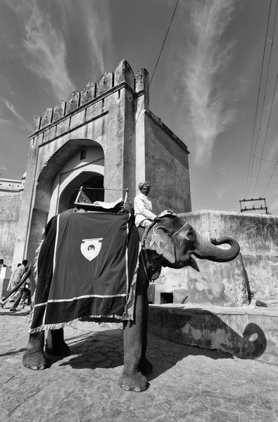 Amber Fort adlı Hintli fil — Stok fotoğraf