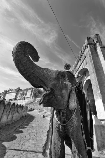 Indian elephant at the Amber Fort — Stock Photo, Image