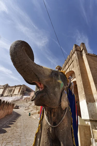 Indyjski słoń w Amber Fort — Zdjęcie stockowe