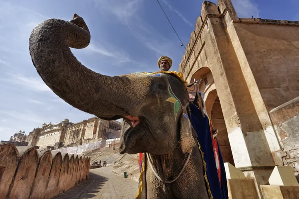 Indyjski słoń w Amber Fort — Zdjęcie stockowe