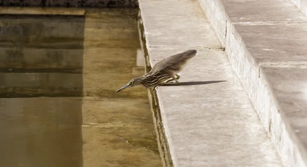 Пьют птицы в Гальта-индуистских храмах — стоковое фото