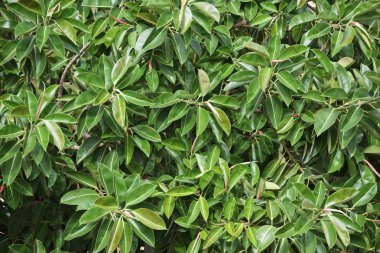 Akdeniz ficus ağaç bahçe