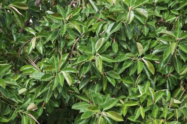 Akdeniz ficus ağaç bahçe