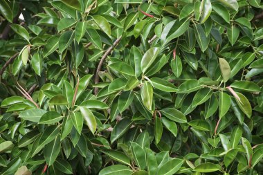 Akdeniz ficus ağaç bahçe