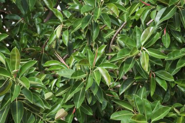 Akdeniz ficus ağaç bahçe