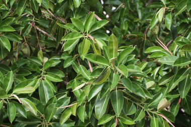Akdeniz ficus ağaç bahçe