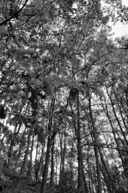 İtalya sonbahar orman