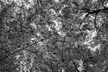 İtalya sonbahar orman