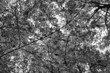 İtalya sonbahar orman