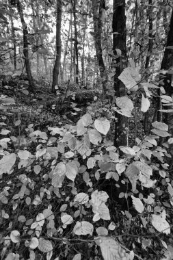 İtalya sonbahar orman