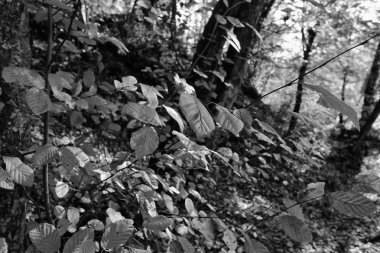 İtalya sonbahar orman