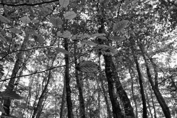 Herbstwald in Italien — Stockfoto