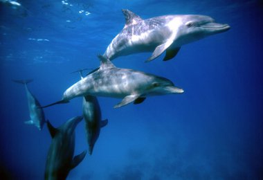 Mısır, Hurghada, Kızıldeniz, vahşi yunuslar açık suda - Film tarama