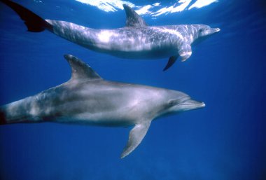 Mısır, Hurghada, Kızıldeniz, vahşi yunuslar açık suda - Film tarama