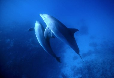 Mısır, Hurghada, Kızıldeniz, vahşi yunuslar açık suda - Film tarama