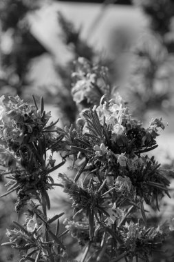 Gıda: Bahçedeki biberiye bitkisi